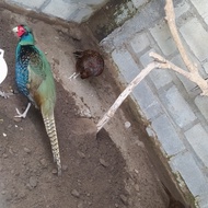 Ayam hias ringneck pheasant hijau dewasa harga 1 ekor