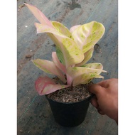 Sindo - Aglaonema Bidadari By Idamulya Florist Live Plant G8KYLYZHPQ