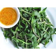 Combo 84 cây giống rau rừng Gia Lai