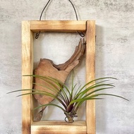 【香樟木】文靜 | 空氣鳳梨。空氣鐵蘭|