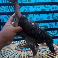 Ayam Betina Shamo xasell