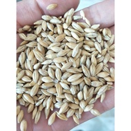 New Cai Sweet Buckwheat Tartary Buckwheat Seeds Red Sorghum Barley Wheat Black Wheat Oats Barley Gre