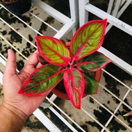 Bonggol aglonema Khanza bertunas
