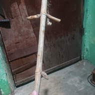 bambu petuk patil lele alam dua turunan asli