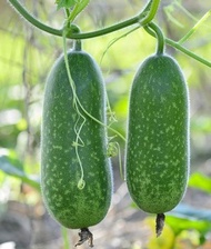 Star Gourd Wax Gourd SEED(Benincasa Hispida)