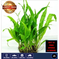 🔥Cheap Submerge Java Fern🔥Aquarium Live Plant/Aquatic Plant/Pokok Aquarium/Windelov/Aquarium Decoration/Hiasan Aquarium)