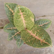 AGLONEMA HARLEY QUINN