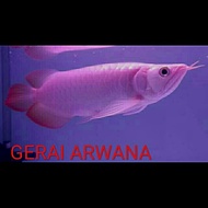 arwana super red bodi sumo