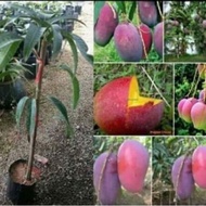 Mangga Irwin Purpple