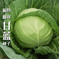 Jingfeng No. 1 Seeds Medium Sweet Eleven Green Kale Beef Heart Kale Purple Kale Original Vegetable S