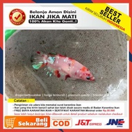 Ikan Cupang Betina Nemo Koi Galaxy Siap Pijah (real) GG8859