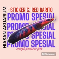 [Mouglifish] + Top GRADE RED BARITO MARU AQUARIUM DECORATION STICKER