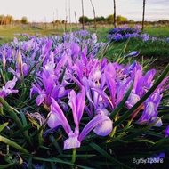 50pcs Iris Lactea Plant Seed Horse Orchid Flower Seeds For Gardening Bonsai Seeds For Planting Flowe