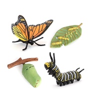 Butterfly Growth Cycle, Animal Growth Cycle Biological Model, Growth Stage Lifelike Butterfly Life C