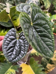 Anthurium Luxurians 奢華花燭