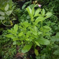 Bibit Tanaman Ginseng Jawa Bibit Pohon Ginseng Jawa Gingseng Jawa