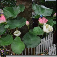 Artificial Lotus Leaf pu Lotus Leaf with Rod High-End Feel Lotus Leaf Artificial Leaf Artifi