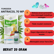 Antracol Fungisida Botol 20 Gram Fungisida Antracol 70wp Zinc 250 Gram Obat Anti Jamur Pada Tanaman 