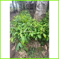 ⏆ ☋  ◢ Mahogany Tree Seedlings (1pc.)