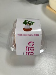 草莓種子雞蛋盆栽wild strawberry seeds