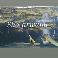 [JYHB] - Ready baby ikan arwana golden arwana golden red baby |