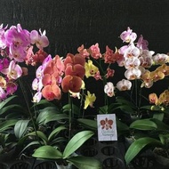 Phalaenopsis(Anggrek Bulan)Koleksi Taiwan Dewasa Kuncup(Knop)Berbunga