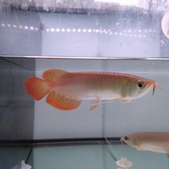 ikan arwana super red