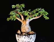 (195) 索馬里小葉葡萄	Cyphostemma betiforme/ 塊根植物 Caudex / 另售象牙宮、龜甲龍、索馬里葡萄甕、念珠橄欖