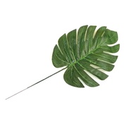 Monstera Monstera Medium