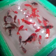 paket 50k ranchu panda sesuai request