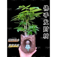 【LSG】风水树 |佛手发财树QQ Pachira | Buddha hand | P90 size prosperity indoor live plant
