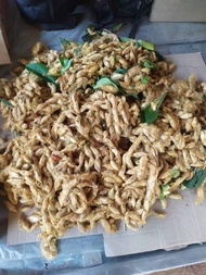kepompong alpukat / kepompong emas ( isi 50 ) spesial umpan Galatama & harian ikan bawal
