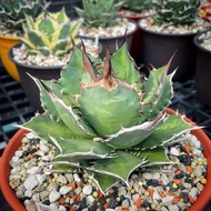 TY Garden - 龍舌蘭，赤鬼嚴龍 Agave titanota “red ghost”