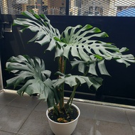 monstera king jumbo 7 daun