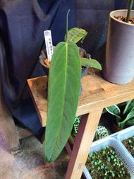 船漿領帶花燭 Anthurium Pseudospectabile