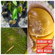 Anak pokok durian D145@Beserah s saiz