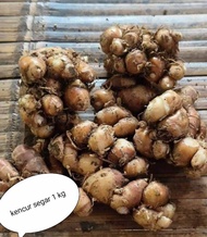 kencur 1 kg kencur 1kg