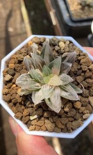 針管玉露錦(多肉植物，塊根植物，球根植物，龍舌蘭，大型多肉植物，仙人掌，仙人球，仙人頭，石化，綴，菊水，海鮮，草球，牡丹，玉露，室內外，戶外，夠光)