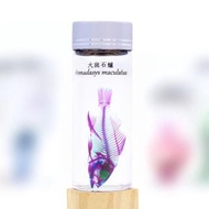 透明生物標本 - 大斑石鱸 Pomadasys maculatus