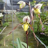 婆羅洲原生蘭Paph. philippinense v. laevigatum (珍稀變種~植株迷你~整叢4棵)早期山採