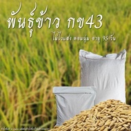 พันธุ์ข้าวกข43ขนาด20กกบรรจุกระสอบขาว