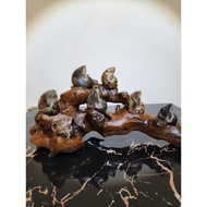 Ammonite Fossil 斑彩螺 (好运螺)