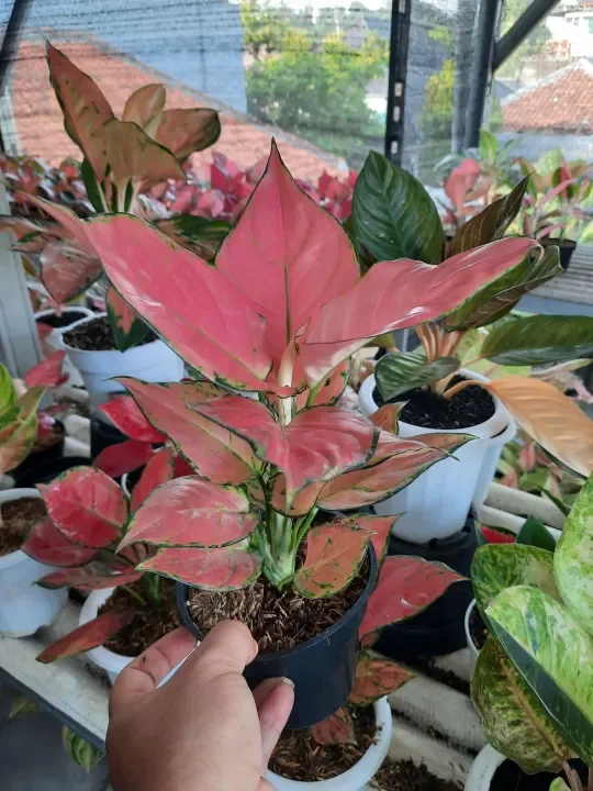 aglonema pink katrina