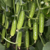 Fruit seeds Ready stock Frameless cucumber seeds crawling all over the ground, seedlings, four seasons, spring, autumn,