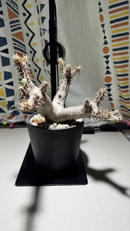 清位 塊根植物 筒碟青 連黑膠盆 不是象牙宮 象牙玉