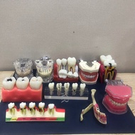Orthodontic jaw models, implant jaw models, jaw models, pulp grinding jaw models, pathological jaw m