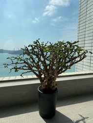 沙漠蘇木 (象牙官 Kikko RLF)