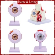 AOTO 6 Times Eye Anatomy Model Removable Eyeball Anatomy Model Organs Teaching  Human Eyeball Anatom