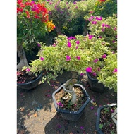 The old bonsai marble bougainvillea tree is blooming beautifully