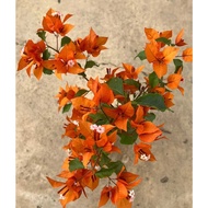 BOUGAINVILLEA ROOTED FLAME SERIES